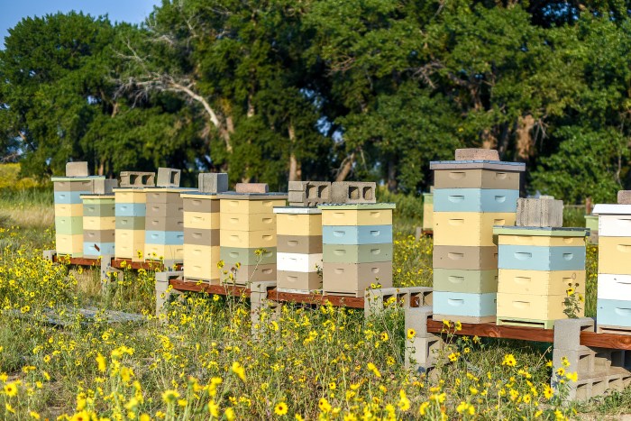 Apiary.jpg