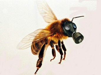 neonicotinoids-bachmans-20142